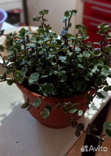 Традесканция