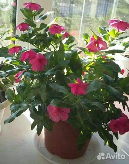 Катарантус рассада, семена