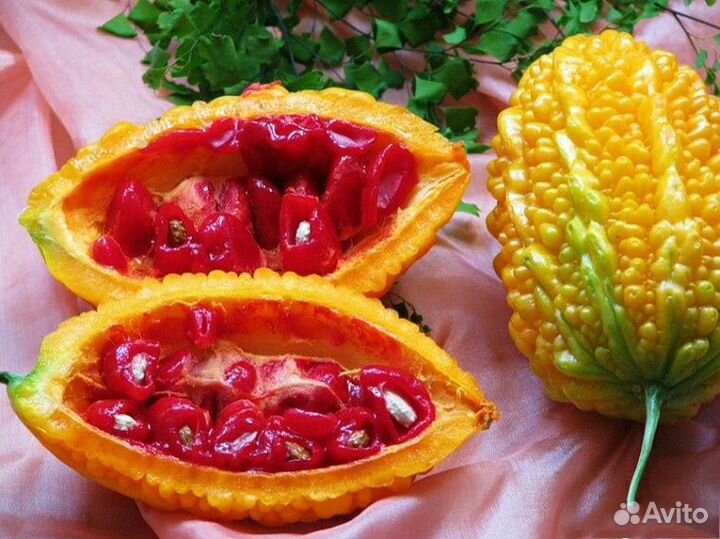 Рассада момордика