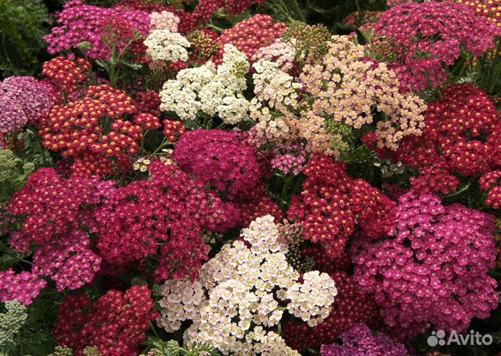 Тысячелистник необычной расцветки