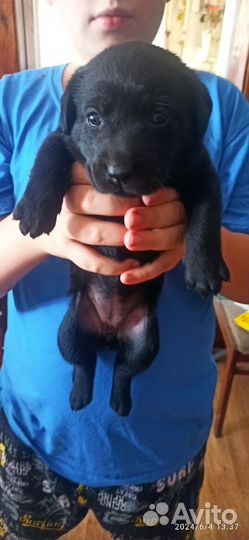 Продам щенков Лабрадора