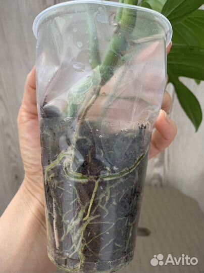 Филодендрон