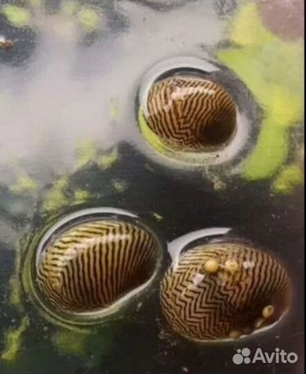 Улитки Теодоктус астраханикус