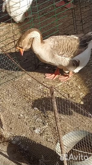 Холмогор гусак