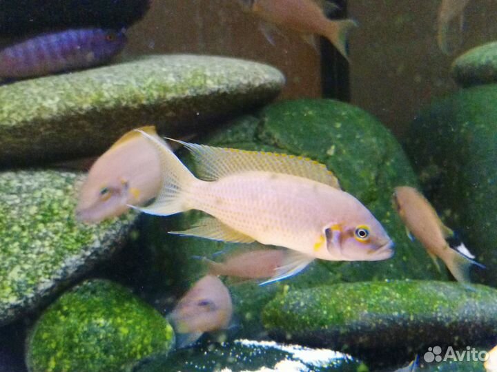 Аквариумные рыбки