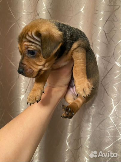 Джек рассел