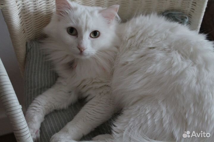 Кошка ищет дом