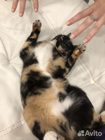 Кошка