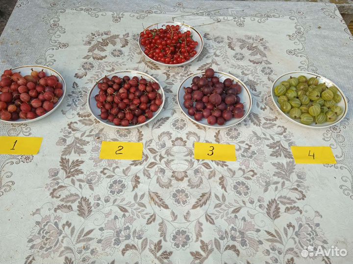 Красная смородина, грыжовник 4 сорта