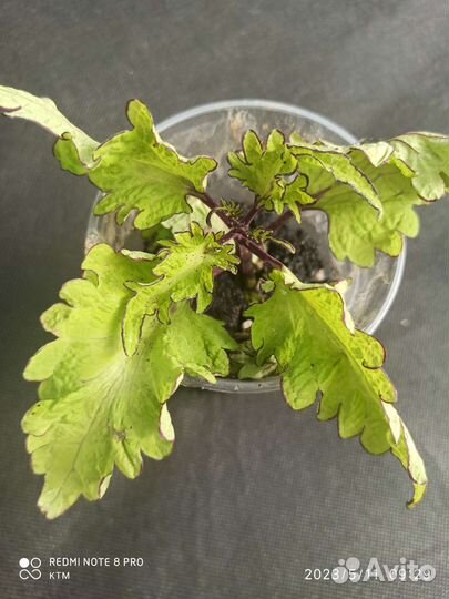 Колеусы вегетативные