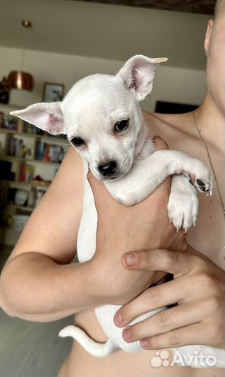 Щенок чихуахуа