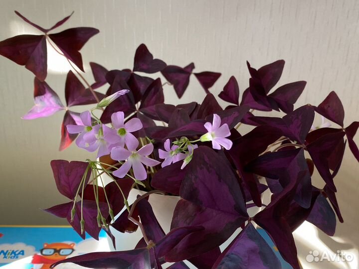 Кислица, оксалис, цветок бабочка