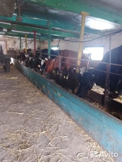 Животноводческая ферма продаю