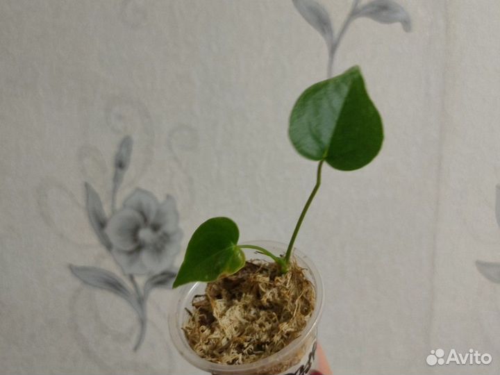 Антуриумы сортовые детки