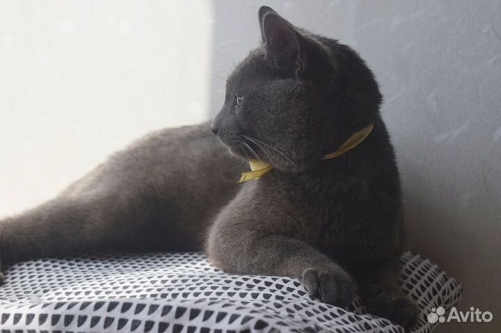 Пожалуйста, помогите коту