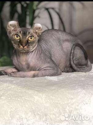 Сфинкс Эльф