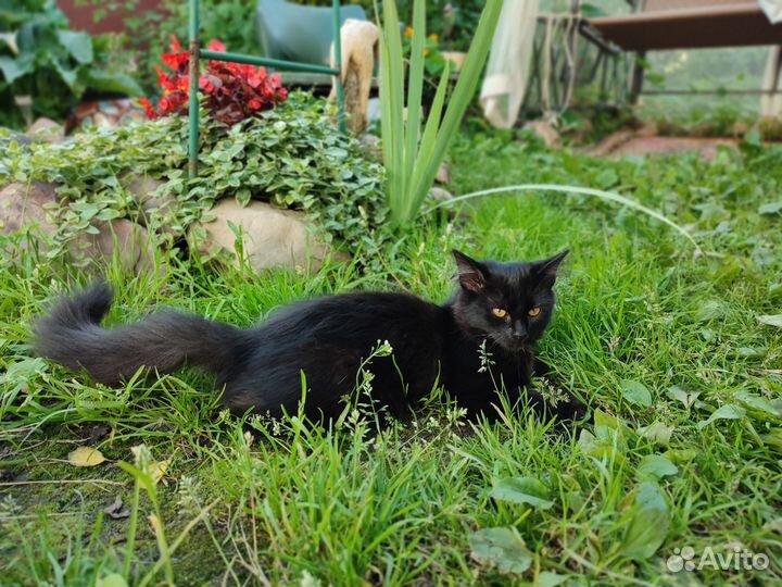 Отдаю даром котят