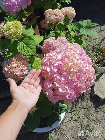 Гортензия взрослые растения