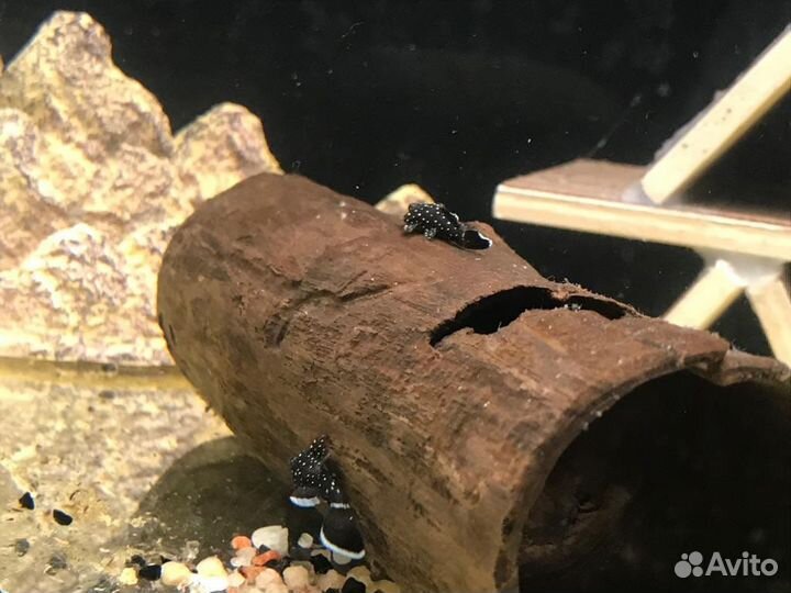 Сомики L181 звездчатые