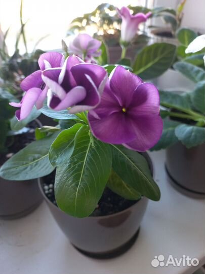 Комнатные цветы катарантус