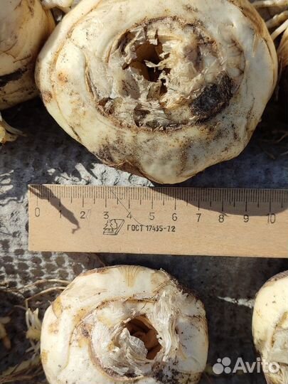 Фритиллярия 