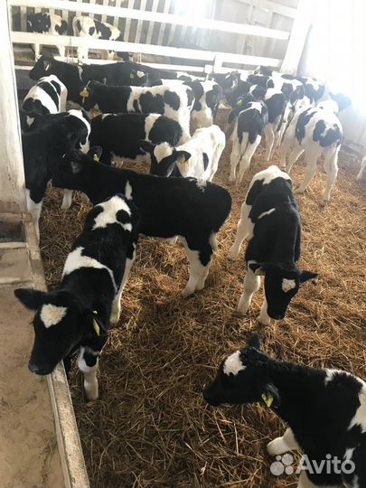 Бычки и телята