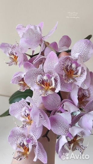 Орхидея фаленопсис Абба (Phalaenopsis Abba)