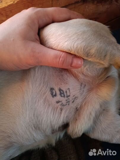 Продам мопса