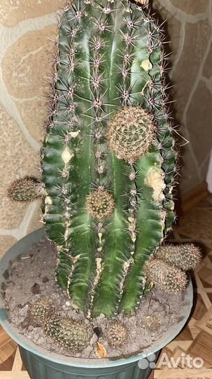 Кактус большой