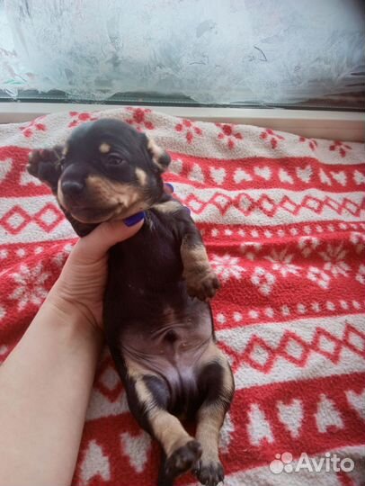 Такса щенки