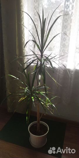 Пальма кордилина