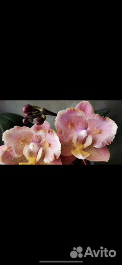 Орхидея бабочка ориентал