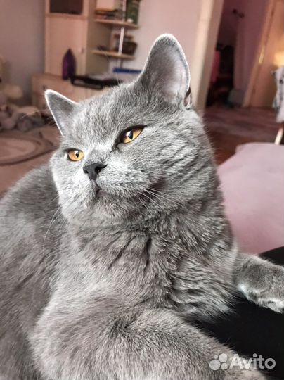 Шотландский кот вязка