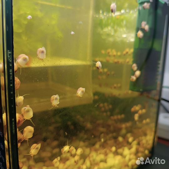 Улитята ампулярии