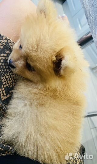 Померанский шпиц щенок девочка