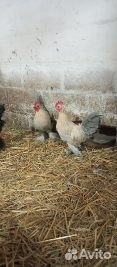 Петухи мильфлеры