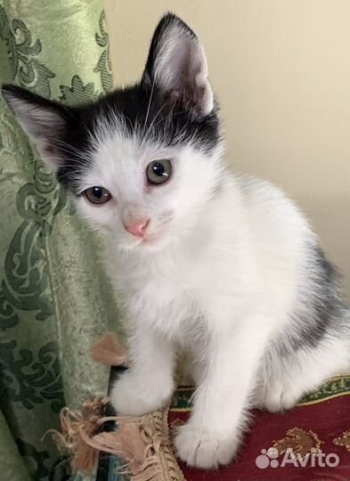 Котик ищет хозяина