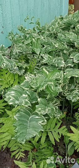 Садовые растения