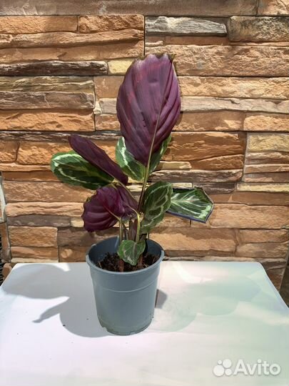 Калатея Джем