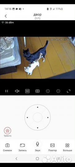 Отдам собаку