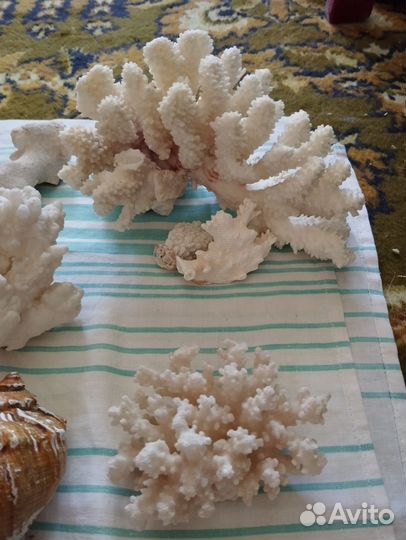 Ракушки, кораллы, грунт для аквариума