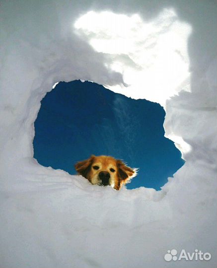 Усыпление домашних животных