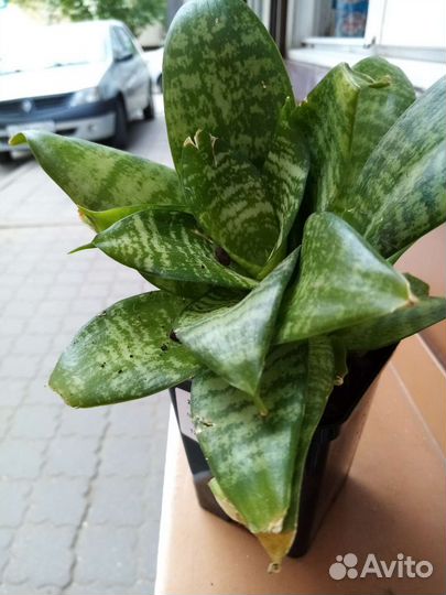 Каланхоэ лечебное рео санцивеерия