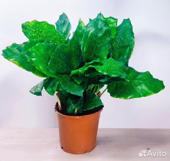 Калатея нетворк (пиксельная/мозаичная)