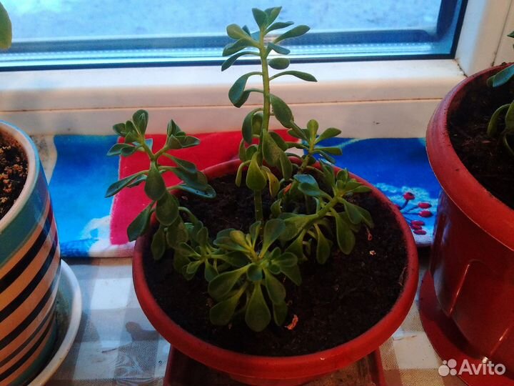 Аихризон дерево любви