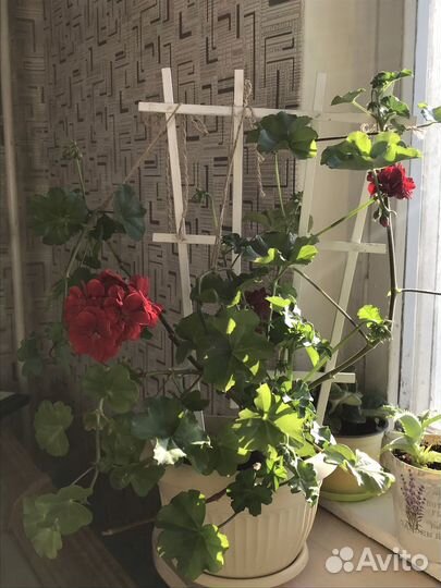 Герань (пеларгония)