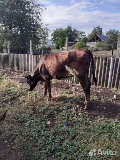 Телки стельные