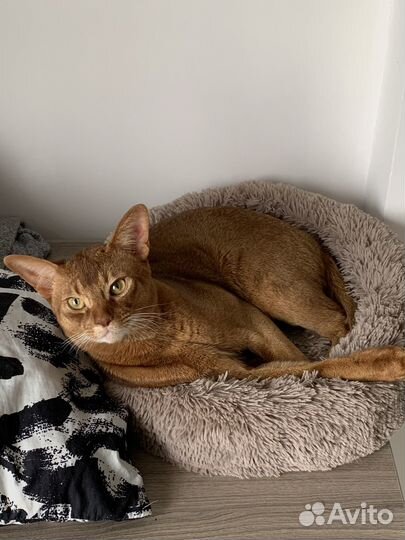 Абиссинский кот вязка