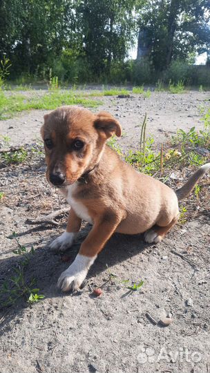 Щенок в добрые руки бесплатно