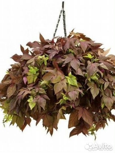 Ипомея батат